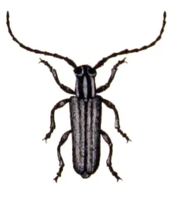 La carte Phytoecia