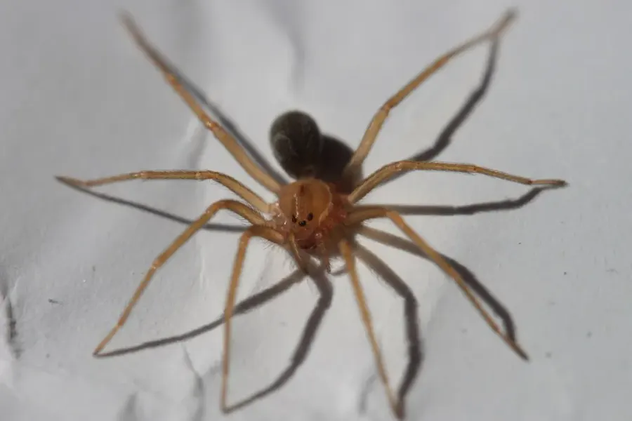 The Recluse spider card