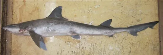 The Arabian smooth-hound card
