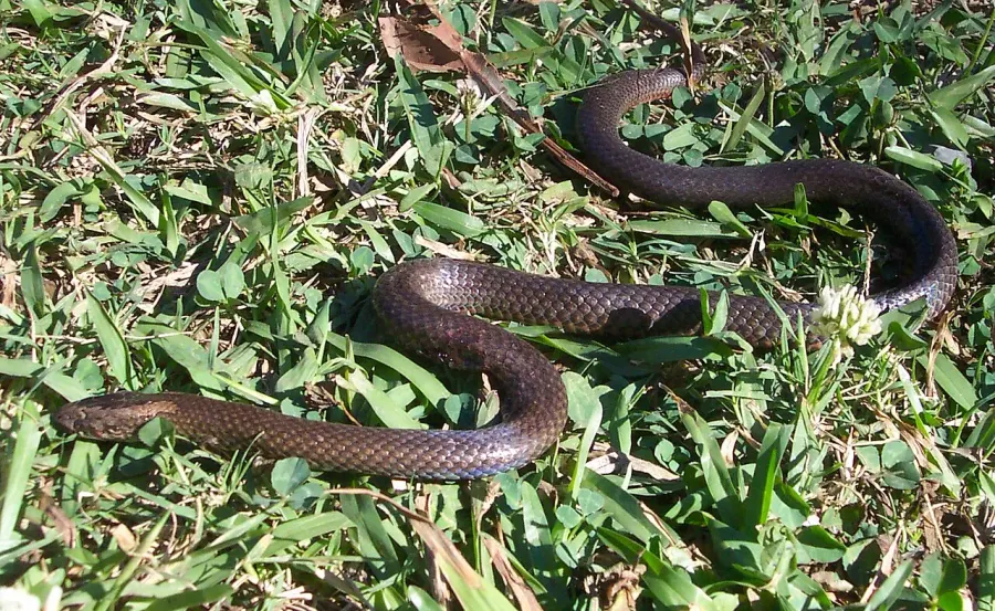 The Cacophis card