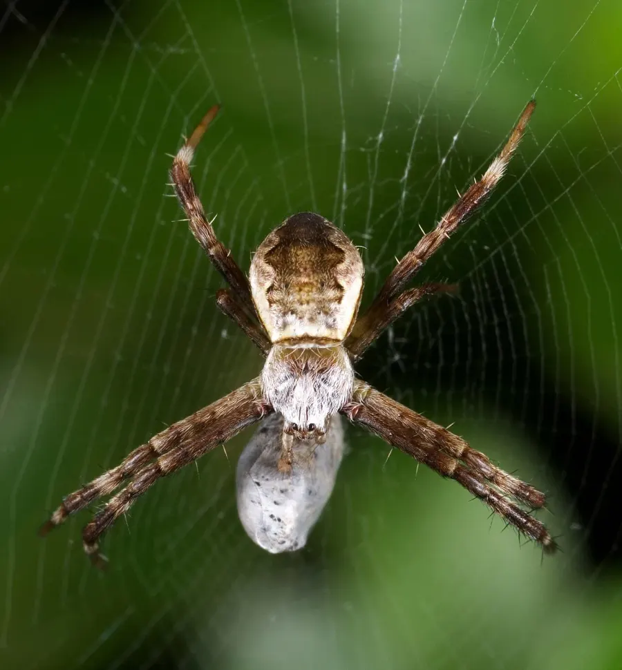 The Argiope minuta card