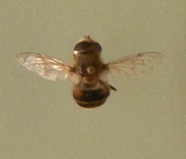 The Bill Gates' flower fly card