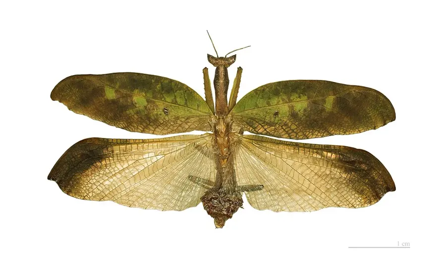 La carte Acanthopidae