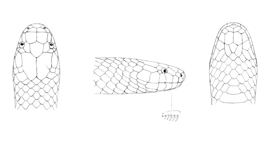 La carte Toxicocalamus