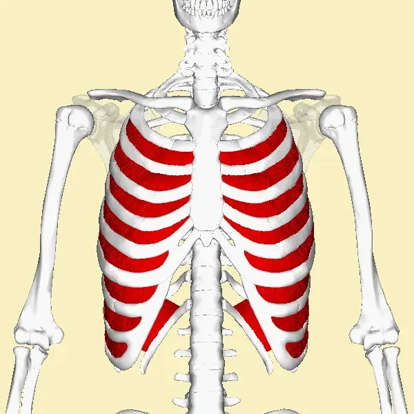 La carte Muscle intercostal interne