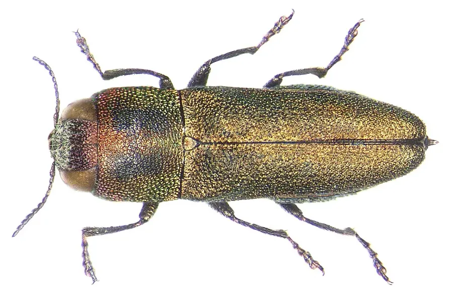 La carte Anthaxia