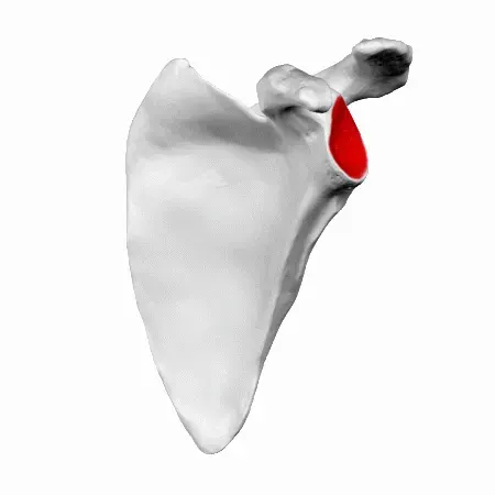 The Glenoid fossa card
