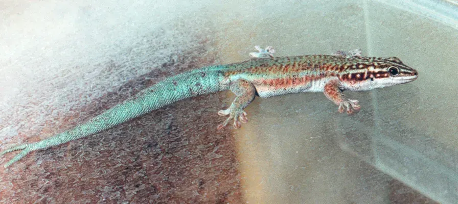 The Barbour's day gecko card