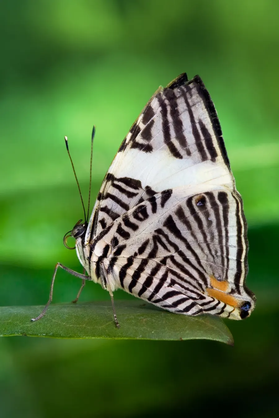 The Colobura dirce card
