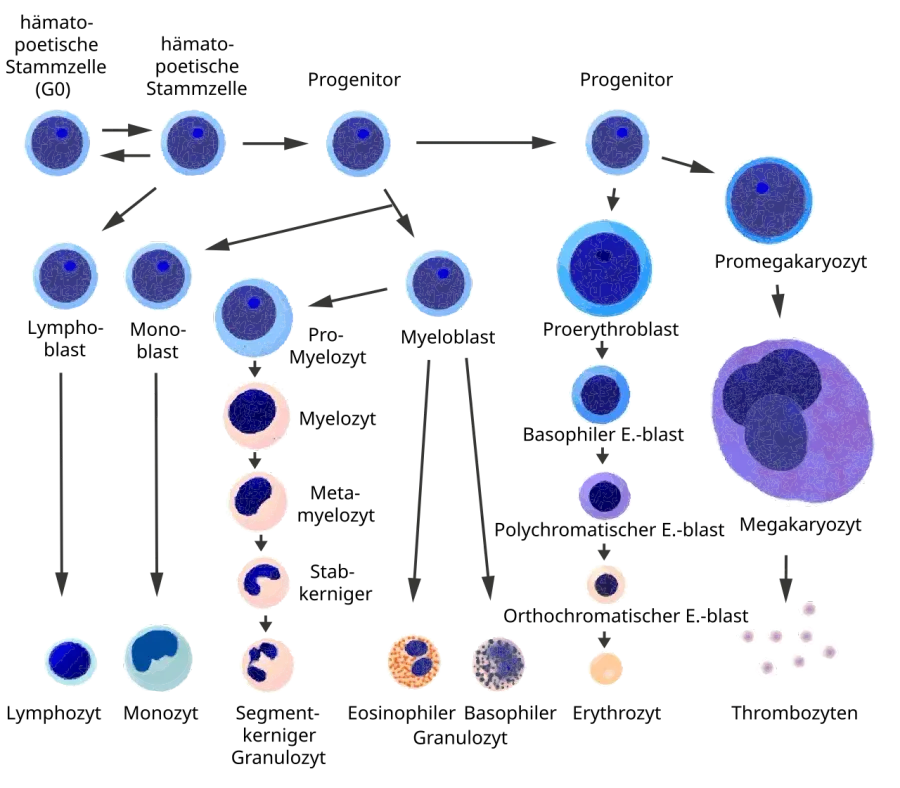 The Myeloid tissue card