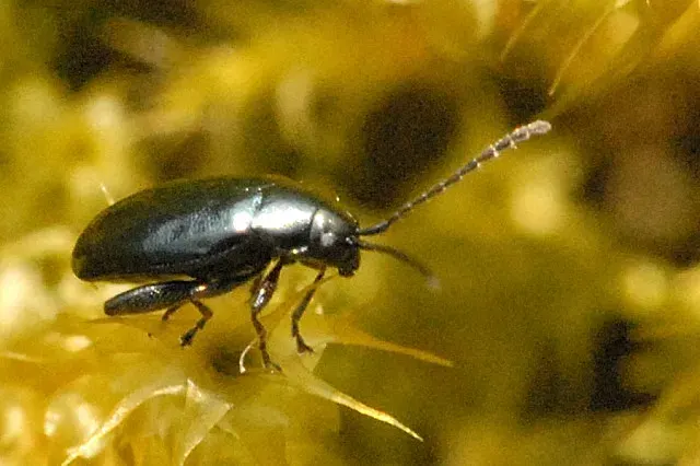 La carte Phyllotreta