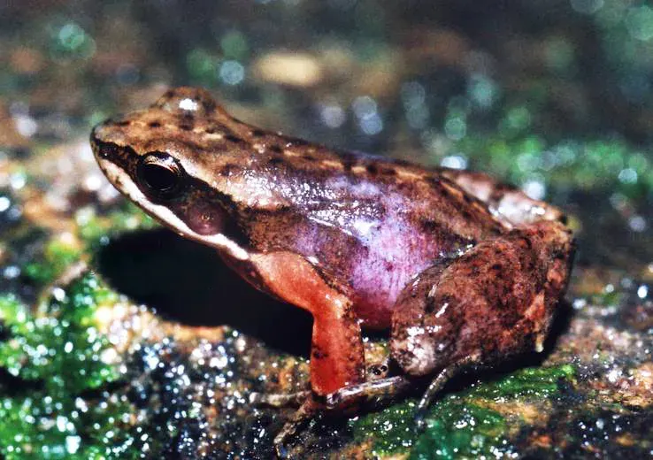 La carte Crossodactylus