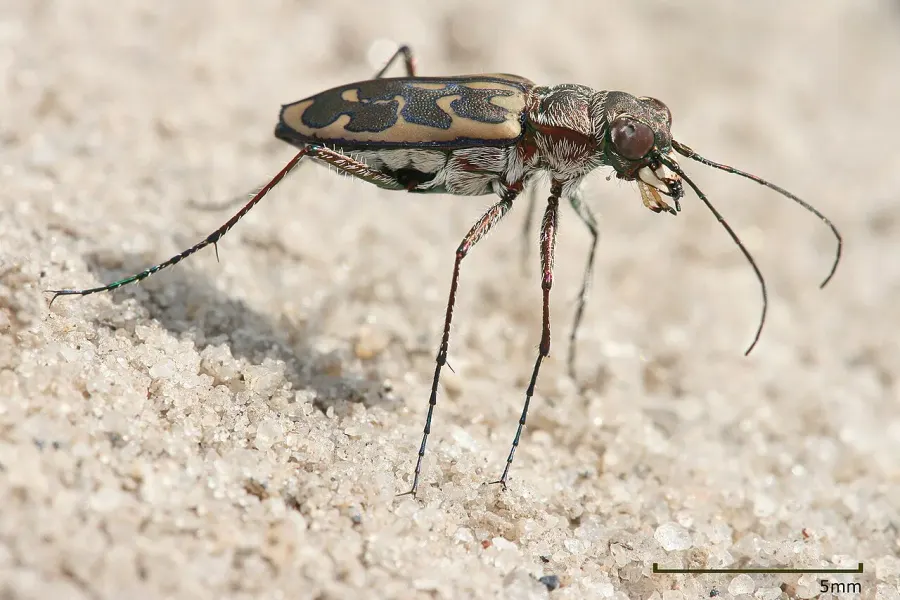 La carte Cicindelinae