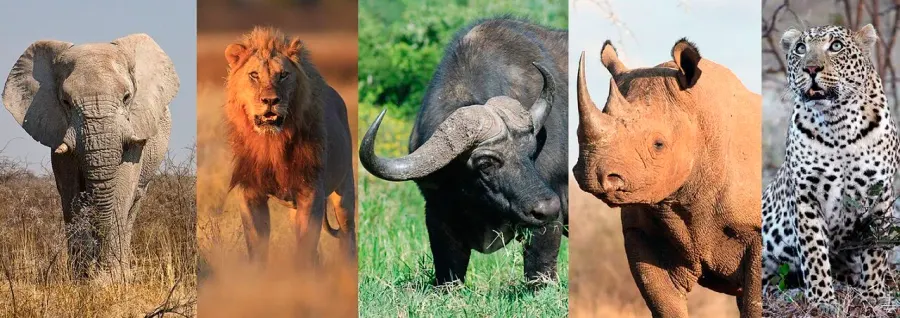 La carte Big five