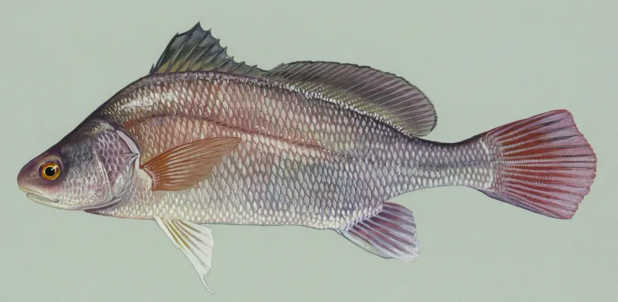 The Freshwater drum card