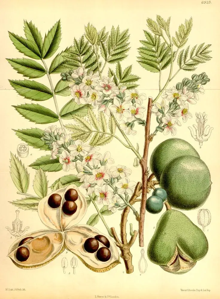 La carte Xanthoceras sorbifolium