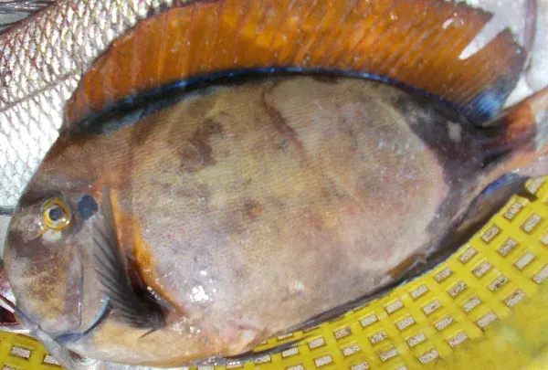 La carte Acanthurus bariene