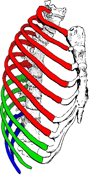 The Rib card