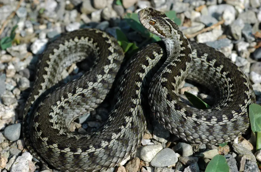 La carte Vipera lotievi