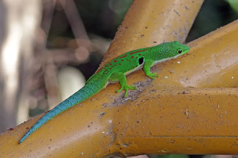The Phelsuma quadriocellata card