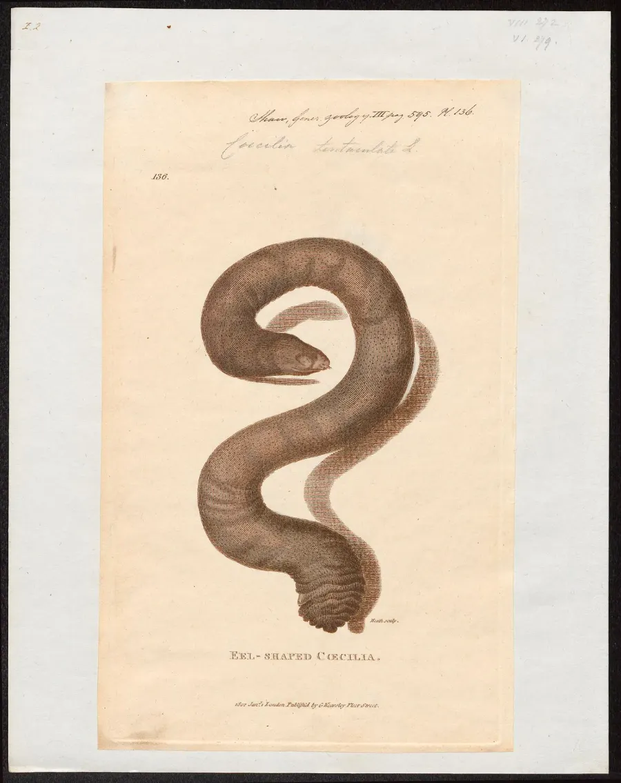 La carte Caecilia tentaculata