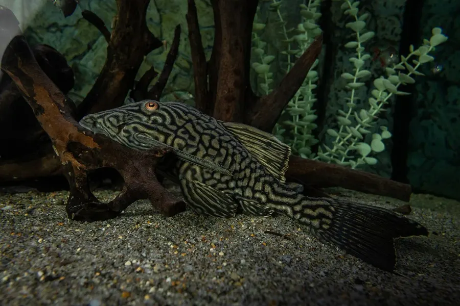 The Panaque nigrolineatus card