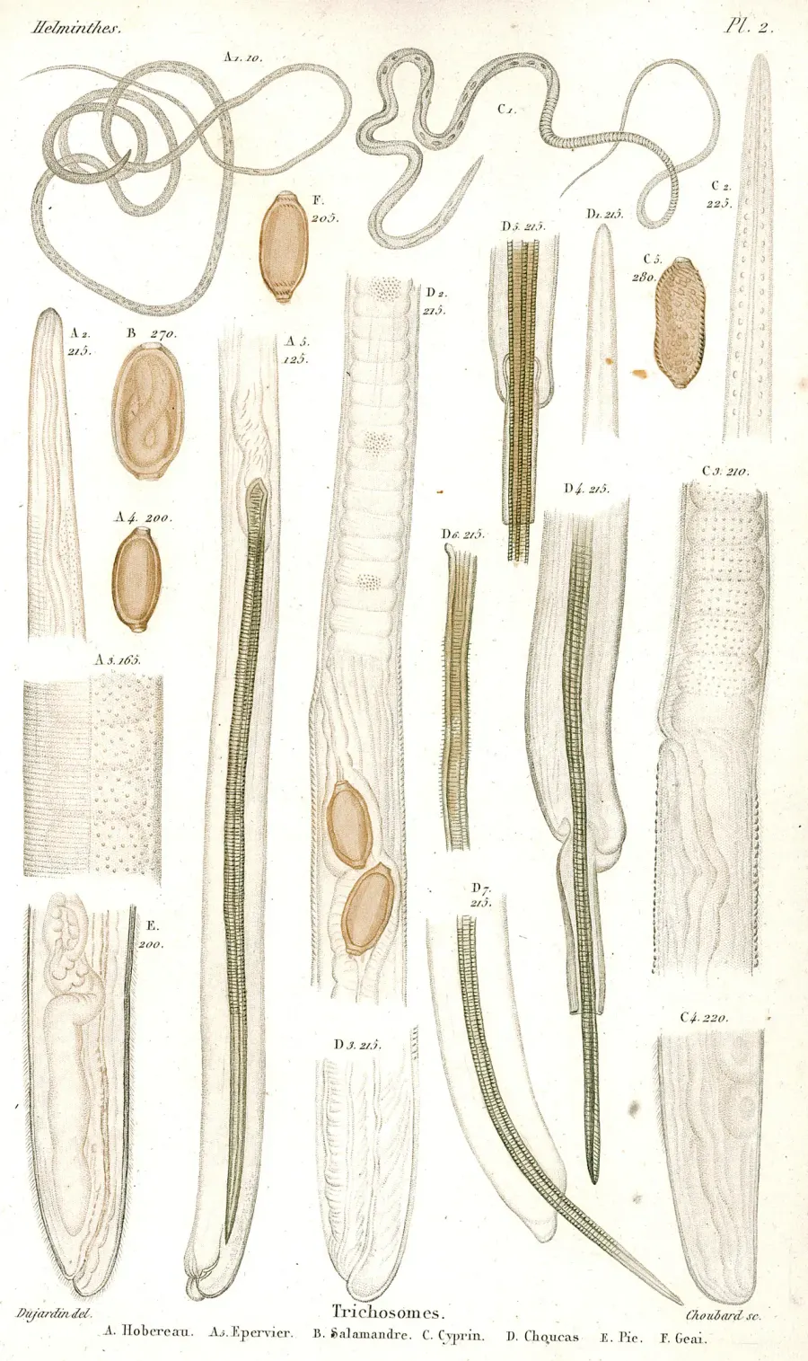 The Helminthology card