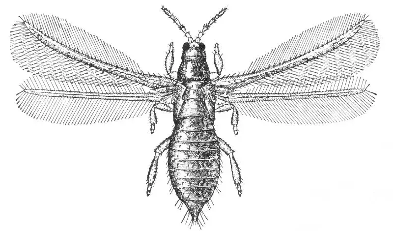 La carte Thripidae