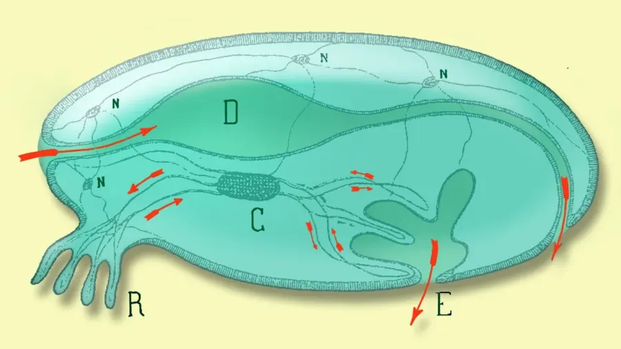 La carte Modèle