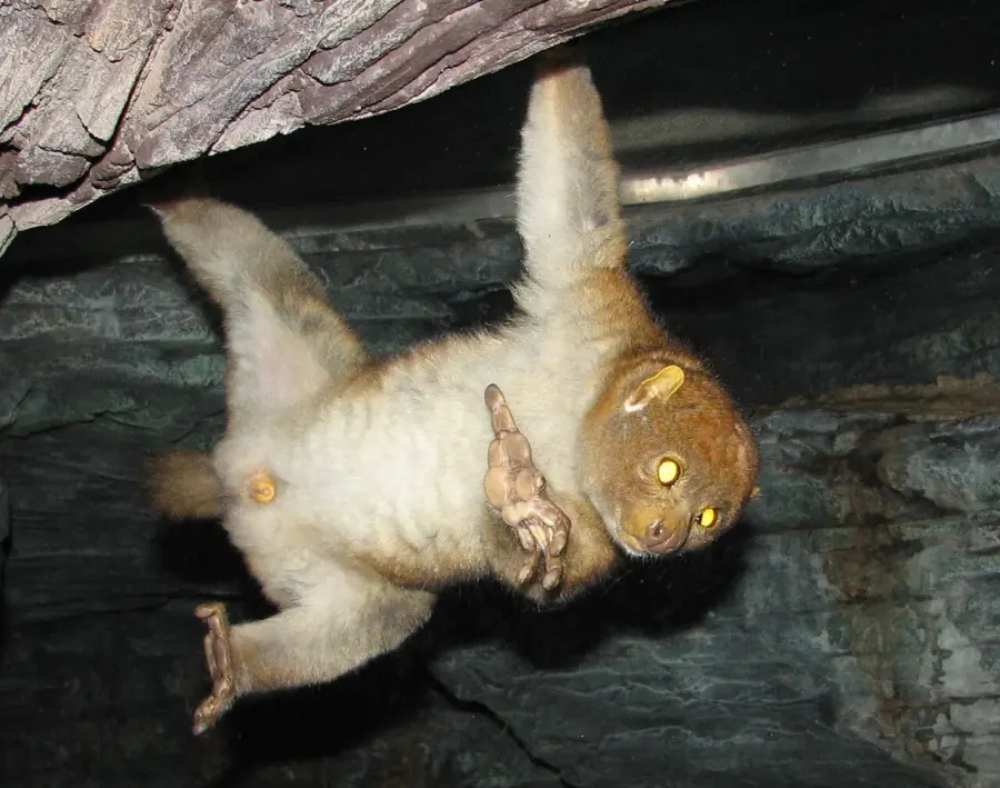 The Potto card