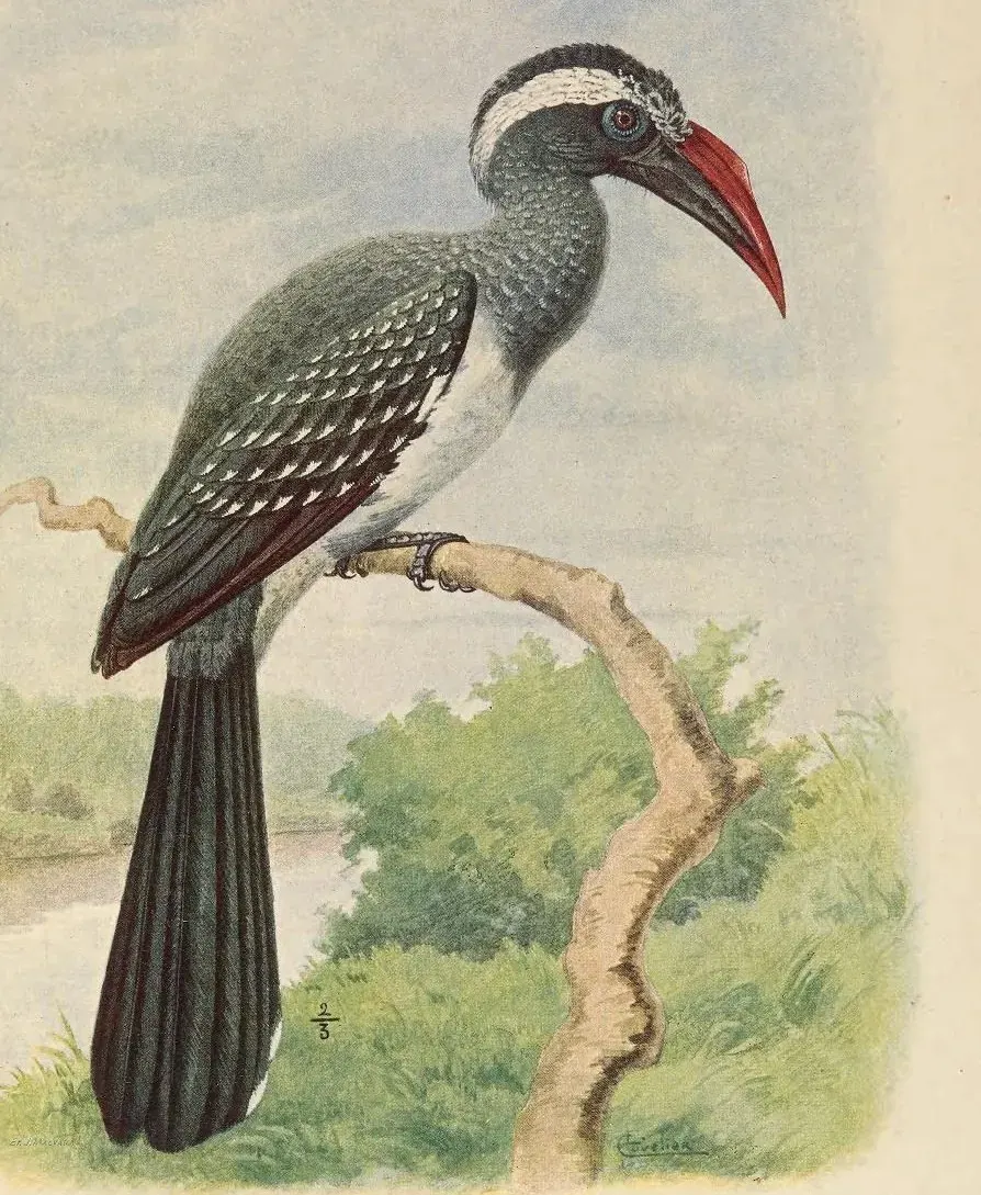 The Horizocerus card