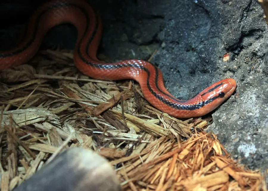 La carte Oreocryptophis porphyraceus