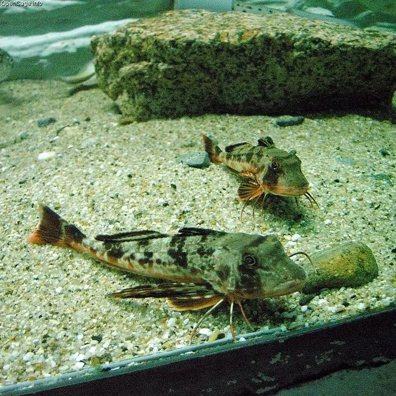 The Chelidonichthys card