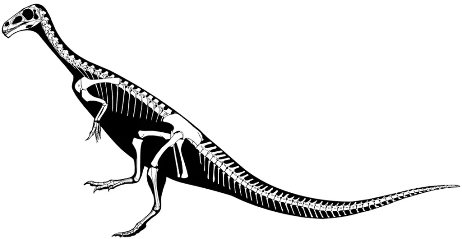 La carte Chilesaurus