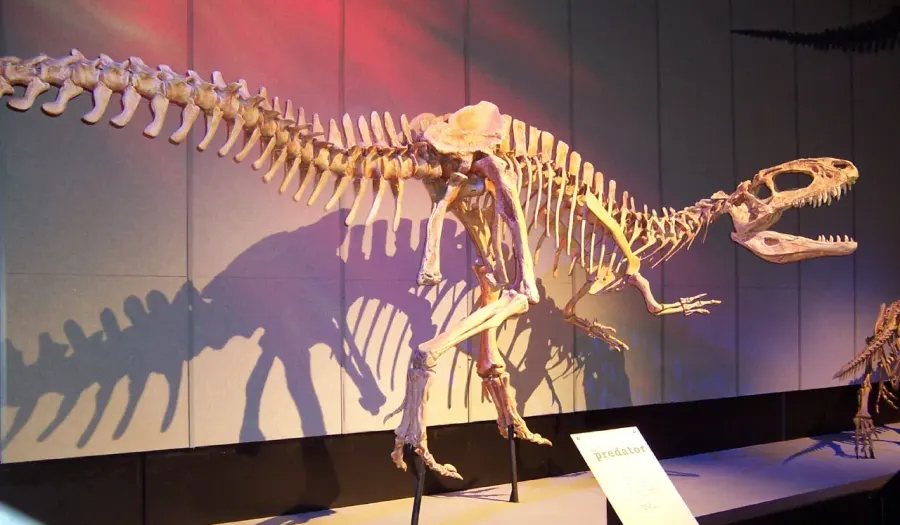 La carte Metriacanthosauridae