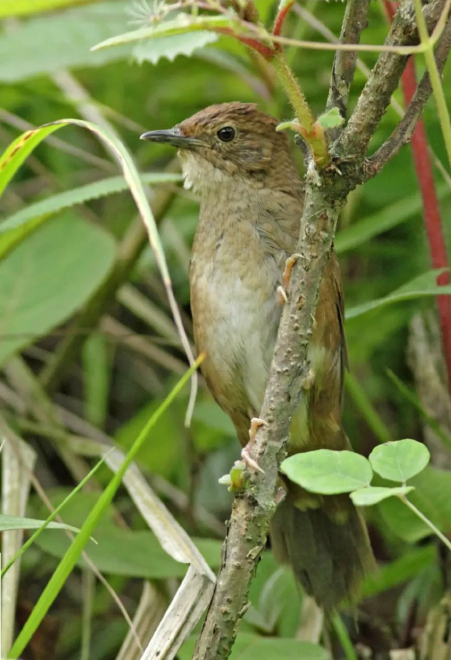 The Sichuan bush warbler card