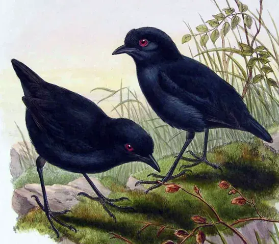 La carte Melampittidae