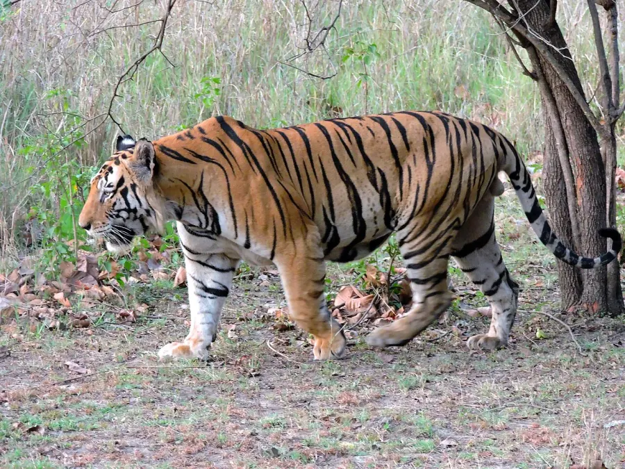 The Tiger card