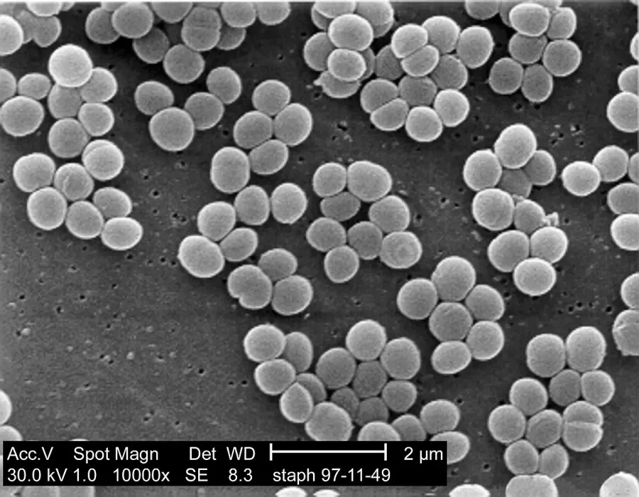 La carte Staphylococcus
