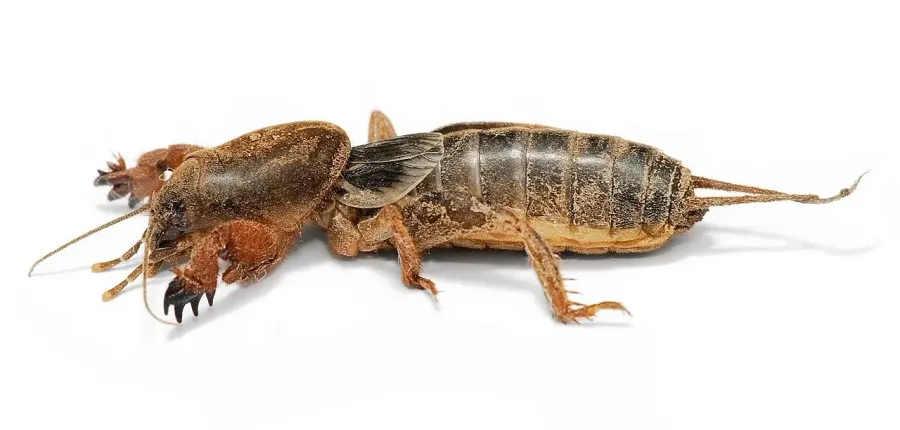 The Mole cricket card