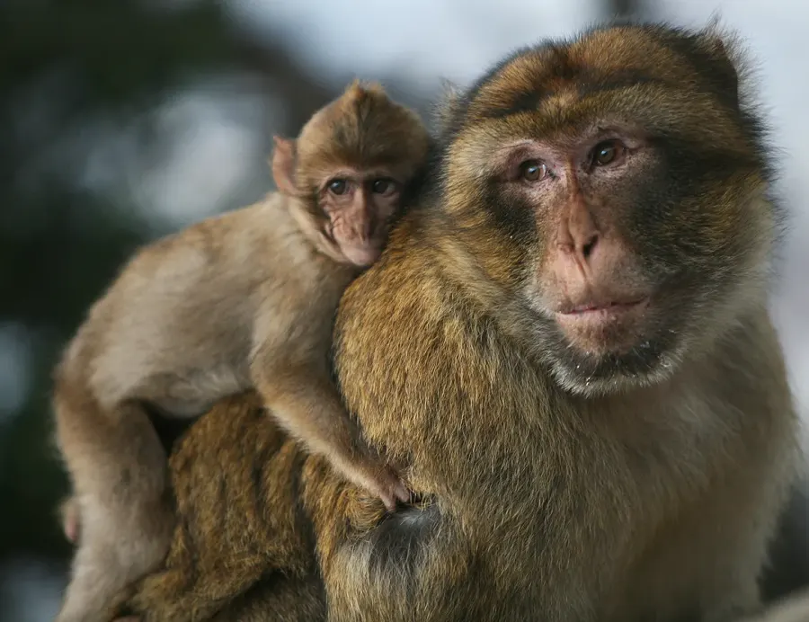 The Barbary macaque card
