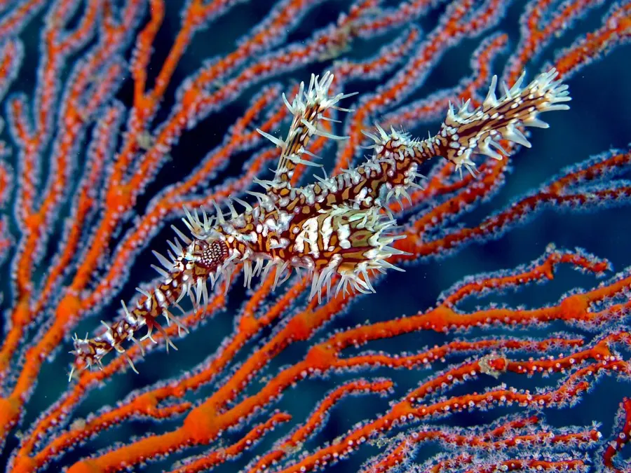 La carte Solenostomus paradoxus