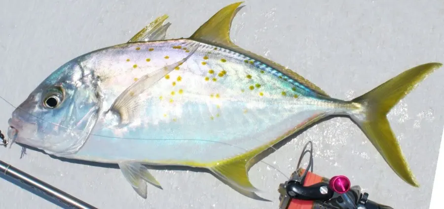 The Yellowspotted trevally card