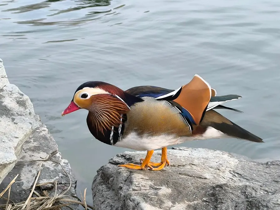 La carte Canard mandarin