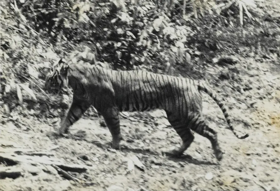 La carte Tigre de Java