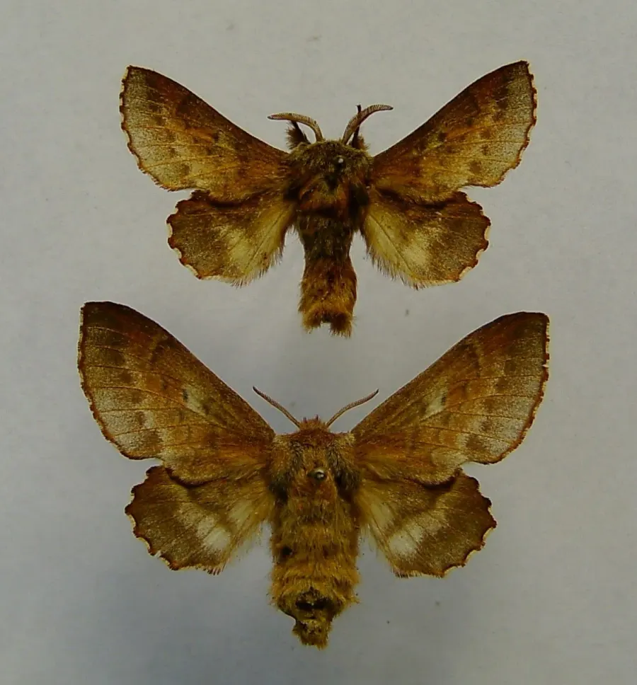 The Small lappet moth card