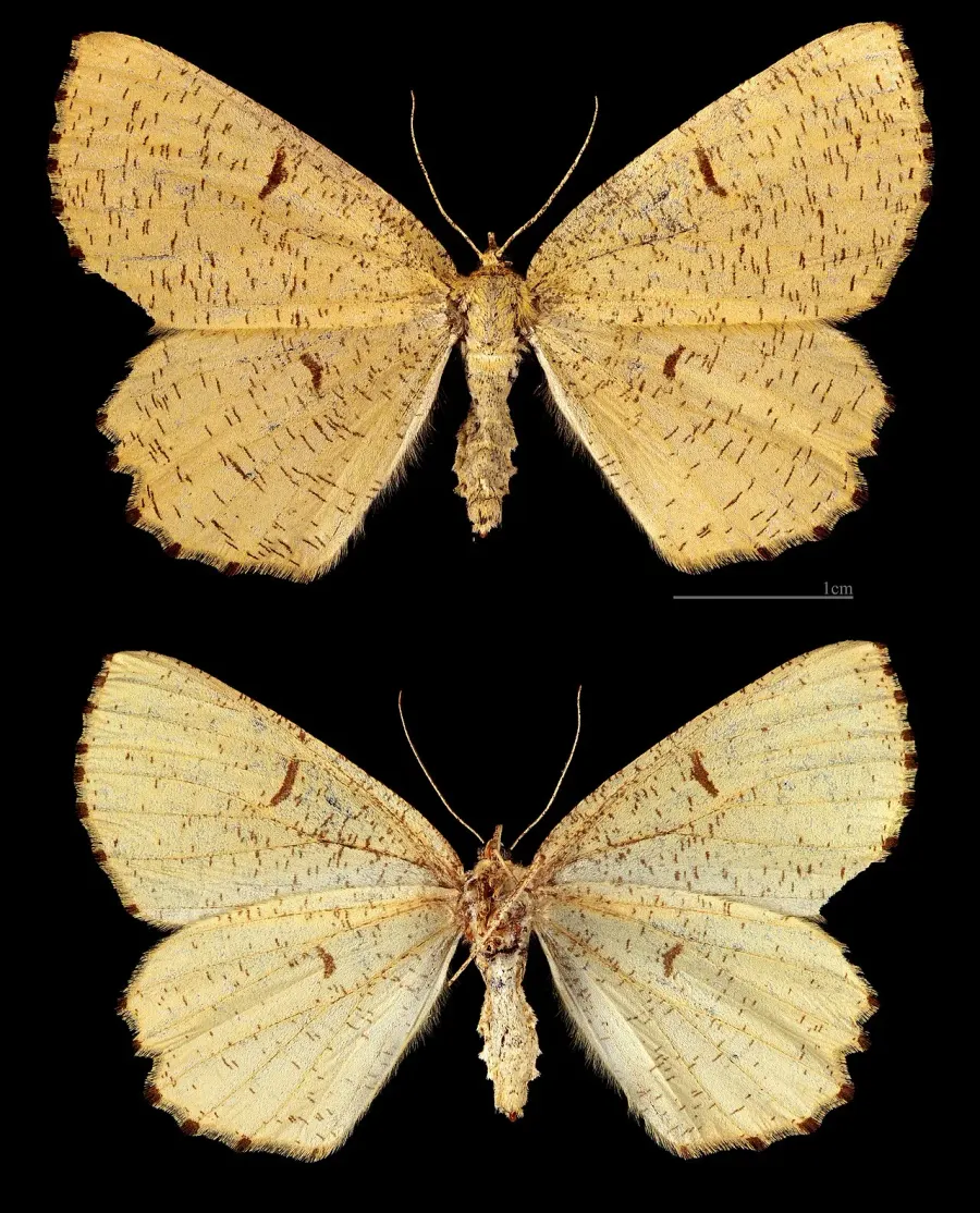 The Angerona prunaria card
