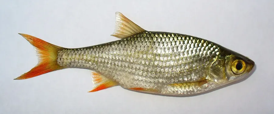 La carte Scardinius erythrophthalmus