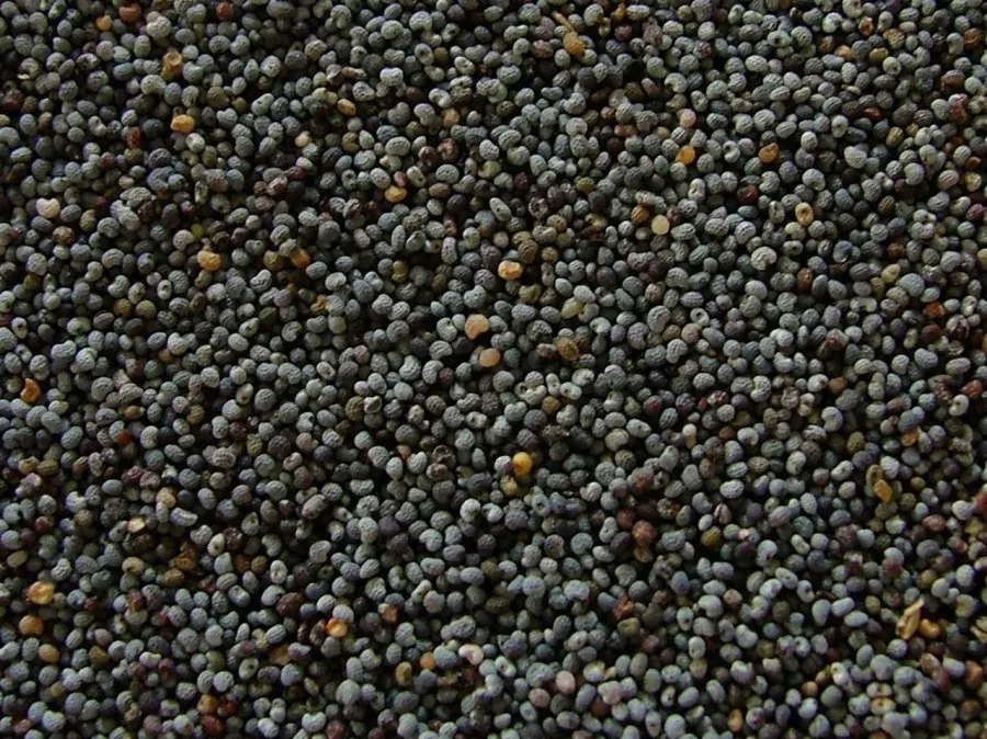 The Poppy seed card