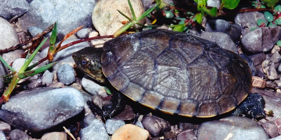 The Mexican mud turtle card